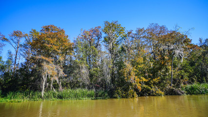 A cypress swamp in Louisiana with cypress trees and foliage.  