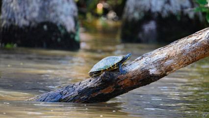 Red slider turtle on a tree branch in the swamp. 