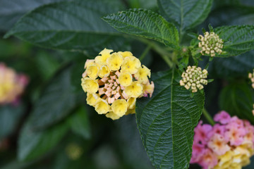 ランタナの花