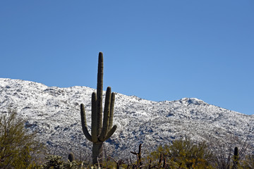 Saguaro cactus in front of snowy mountains in Arizona