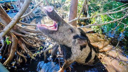 Wild boar looking for a treat in the Bayou on a swamp tour. 