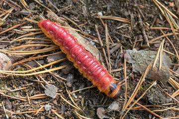 red caterpillar in the forest