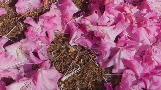 Fallen rhododendron pedals on dirty ground