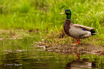 canard mallard