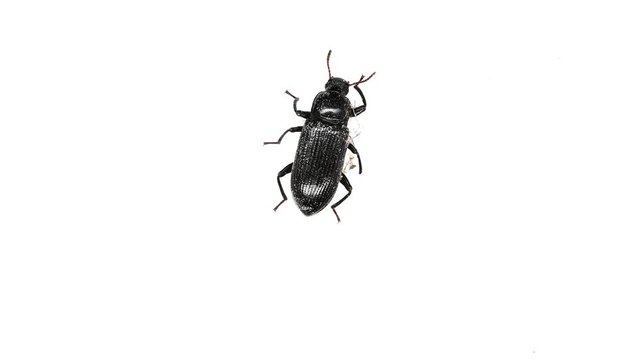 top view small bettle walking on a white background
