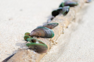 mussels