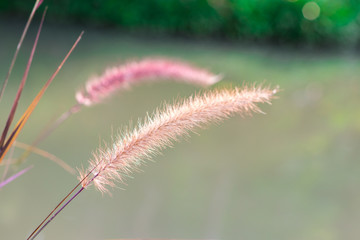 Obraz premium Fountain grass or pennisetum advena (Pennisetum Setaceum) is the tropical ornamental garden
