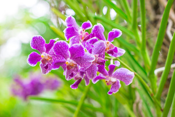 Colorful purple Vanda orchid flowers are blooming with green leaves in the flower garden