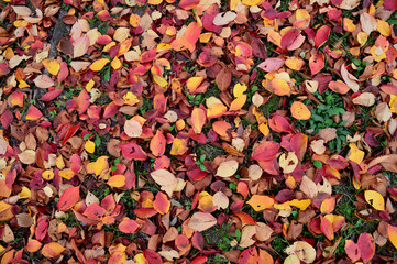 桜の落ち葉が地面を覆っている風景