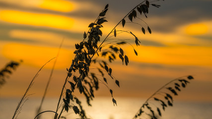 Sea oats are the focus of this Gulf of Mexico sunset landscape. 