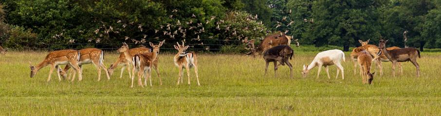 Red Deer and Flock of Birds