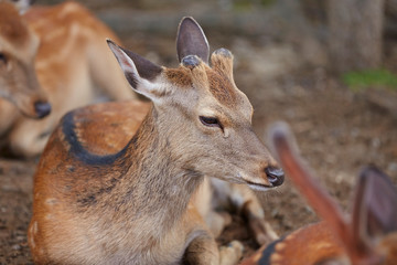 Group of dears at park 