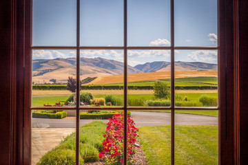 Vineyards and Hills through the Window