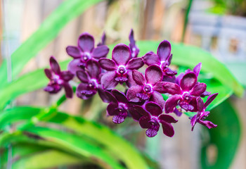 Dark purple rhynchostylis colmarie orchid flowers (Vandachostylis Colmarie) are blossoming in the...