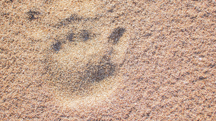 footprints in the sand close up