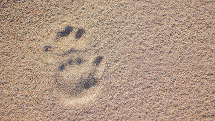 footprints in the sand close up