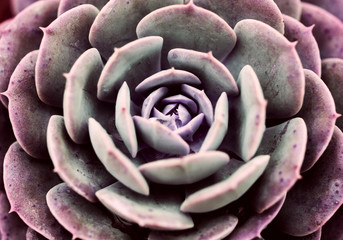 Closeup Cactus sucucculent plant or Sempervivum and commonly known as Houseleek for natural sucucculent plant background and textured 