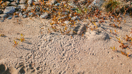 footprints in the sand close up