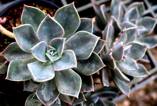 Closeup Cactus sucucculent plant or Sempervivum and commonly known as Houseleek for natural sucucculent plant background and textured 