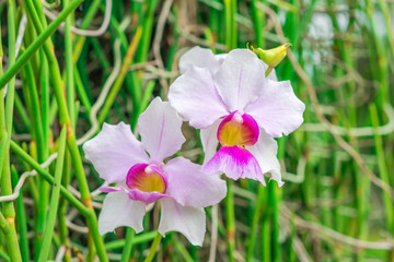 Closeup fresh Vanda Miss Joaquim or Singapore orchid (Papilionanthe Miss Joaquim) are blooming in the flower garden