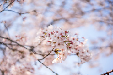 close up marco full bloom cherry blossom beauiful Sakura tree at japan cherry blossom forecast pink asian flower perfact season to travel and enjoy japanese culture idea long weekend holiday relax