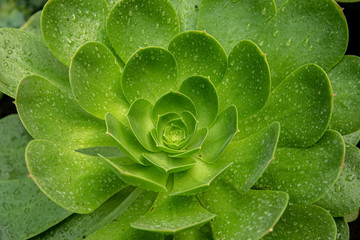planta verde con rocio de agua