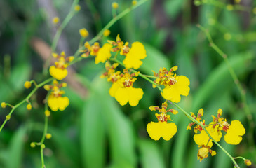 Closeup yellow flowers of Oncidium flexuosum or Oncidium varicosum are blooming on flower stalk in garden