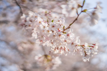 close up marco full bloom cherry blossom beauiful Sakura tree at japan cherry blossom  forecast pink asian flower perfact season to travel and enjoy japanese culture idea long weekend holiday relax