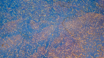 texture autumn leaves and needles on the surface of the water