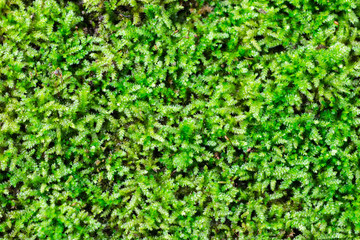 Fresh green moss macro in nature as evergreen textured and background 