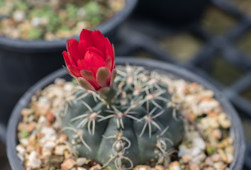 Closeup fresh beautiful red flowers of Cactus (Cactaceae) are blooming on spiky tree in the...