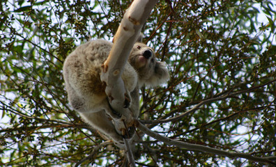 A wild Koala in backyard gumtree in Bannockburn, Victoria