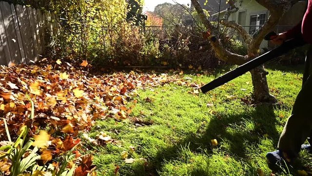 Retired man using leaf blower to clean up autumn leaves in backyard