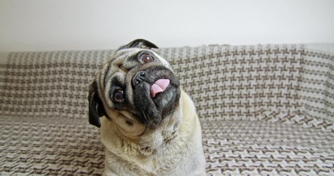 Cute pug rotating, tilting head very funny. Very exсited, surprised. Lying on sofa. Wide angle