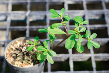 Fresh green leaves of Purslane, Common purslane, Pigweed purslane, Verdolaga (Portulaca Oleracea) on the annual succulent plant in the tropical herb garden