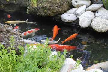 koi pond