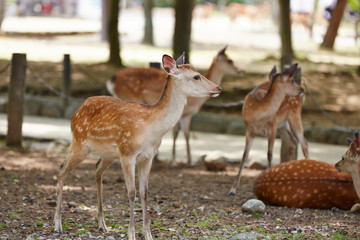 Wild deer in the park 