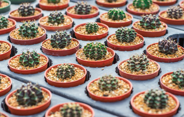 Rows of small cactus pots arranged in rows inside the greenhouse farm