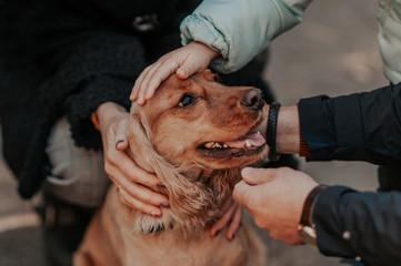 many hands caress and stroke a brown dog with long ears Cocker Spaniel, a lot of love for a pet