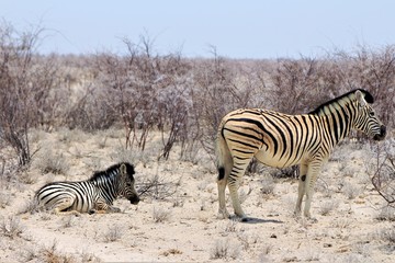 One littel baby zebra lying in the bushland and a taller one is standing next to it. Two zebras in Namibia, Etosha Nationalpark