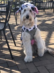 dog in front of wall