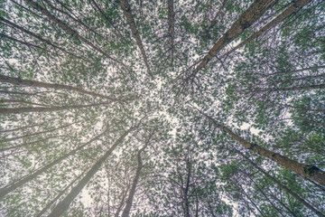 Bottom view of trunks trees in a pine forest