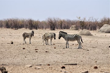 Fototapeta na wymiar Four zebras standing in Bushland in Etosha Nationalpark / Namibia