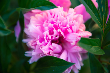 beautiful pink peony bloom close-up