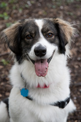 Border Collie in fall