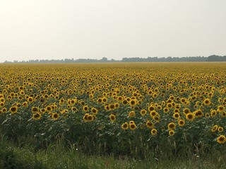 Obraz premium Field of sunflowers