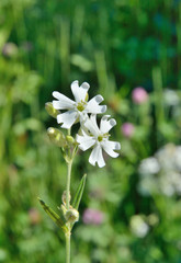 Flowers (Siline repens) 1
