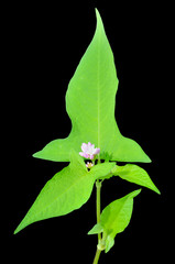 Blooming herb (Truellum thunbergii) 1