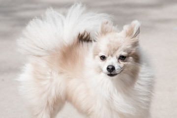 Fancy Pomeranian