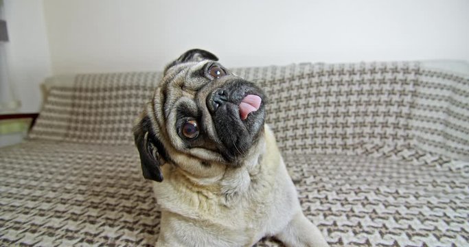 Cute pug rotating, tilting head very funny. Very exсited, surprised. Lying on sofa. Wide angle